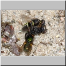 Oxybelus bipunctatus - Fliegenspiesswespe 02c 5mm Paarung mit Fliege als Opfer.jpg